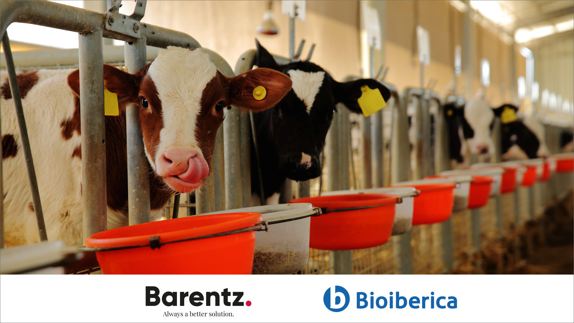 Bioibérica amplía su alianza con Barentz, para la distribución de  ingredientes de nutrición animal en Europa | Bioiberica