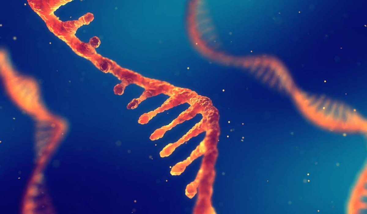 Nucleótidos, indispensables en la nutrición animal | Bioiberica Nucleótidos, indispensables en la nutrición animal | Bioiberica