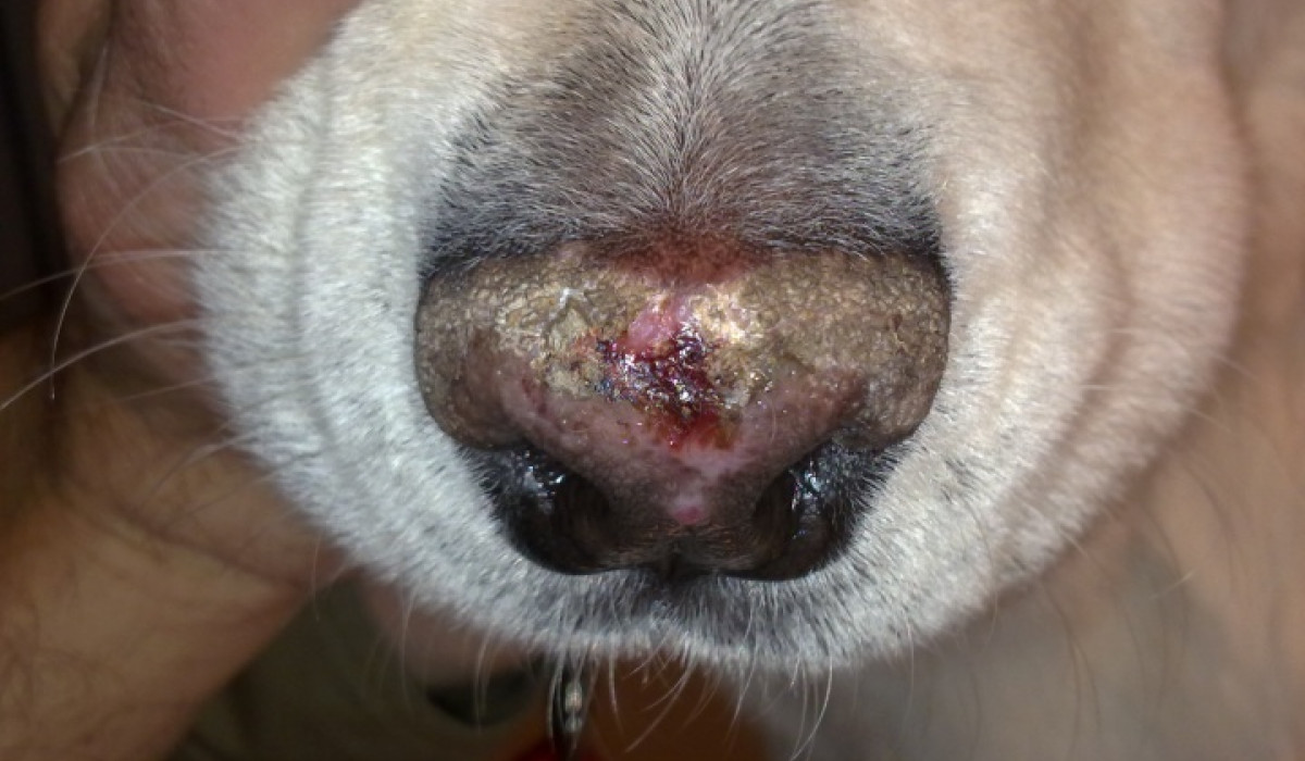 Leishmaniasis in dogs top symptoms