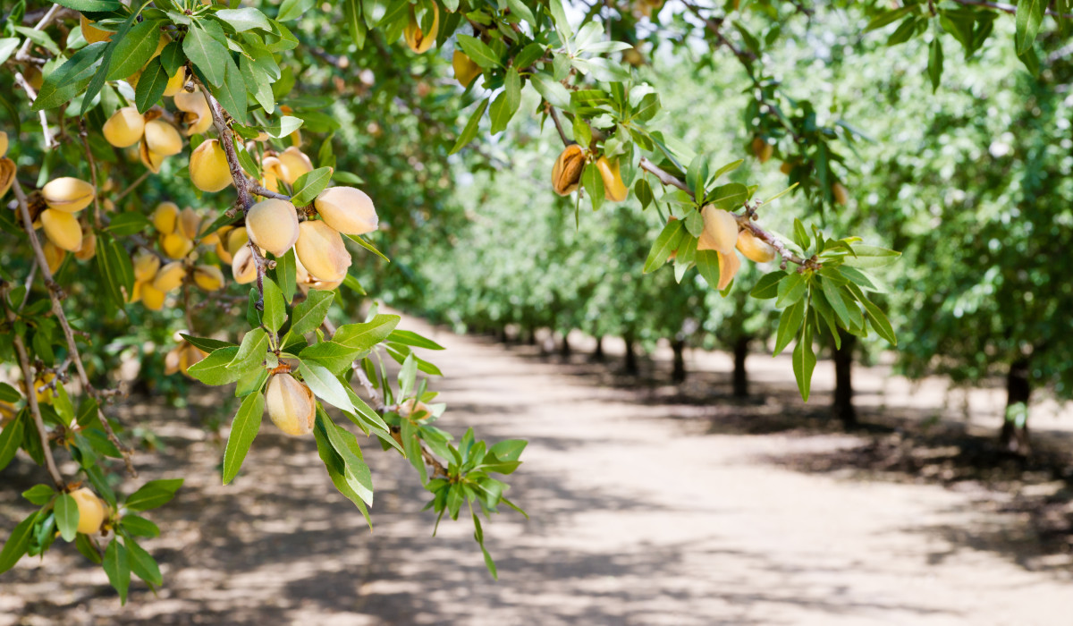 Plant Health consolida su apuesta por el almendro