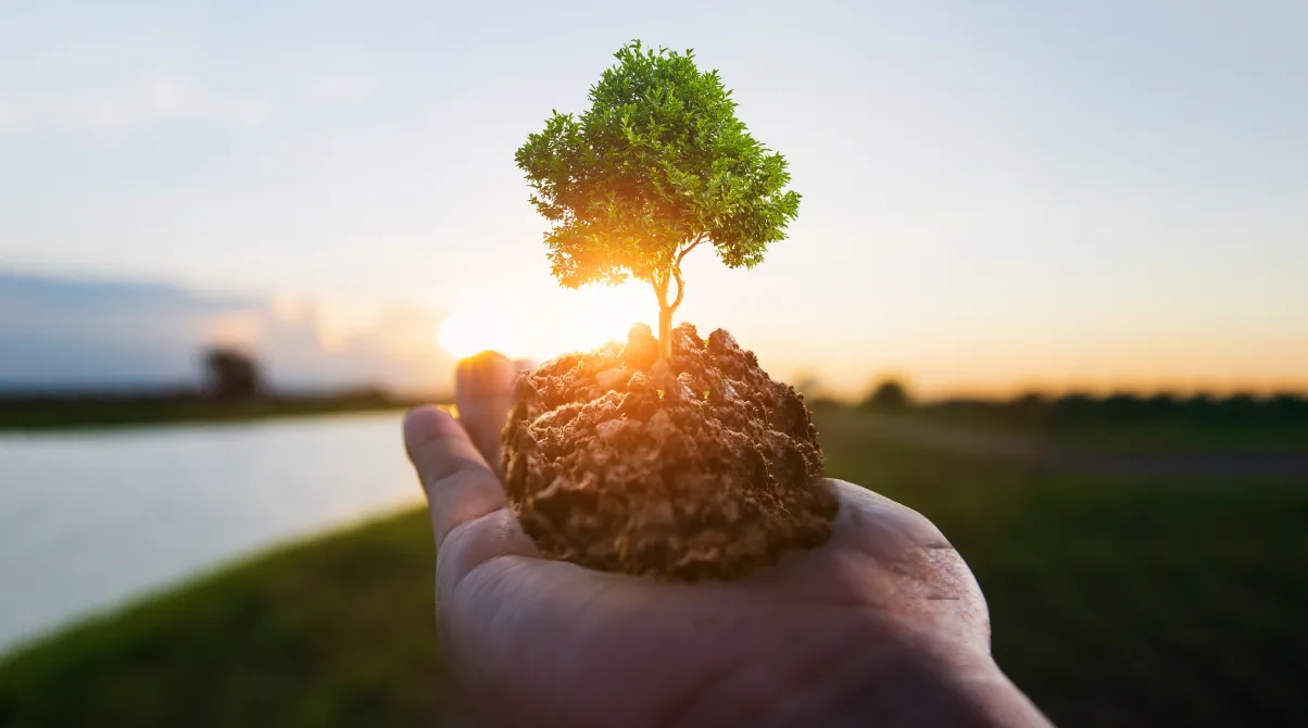 Hand holding soil with small green tree at sunrise, symbolizing environmental stewardship and sustainable growth for the future