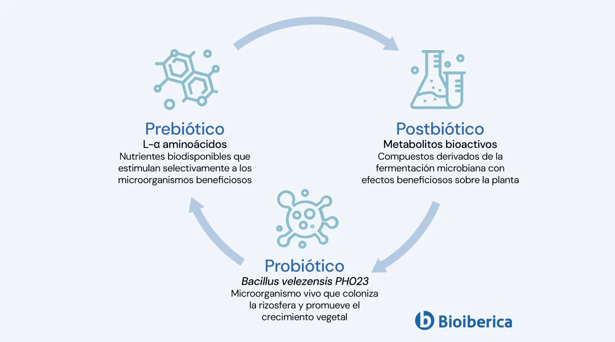 Infografía microbioma suelo
