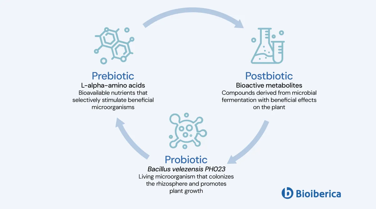 Bioiberica rhizome infographic