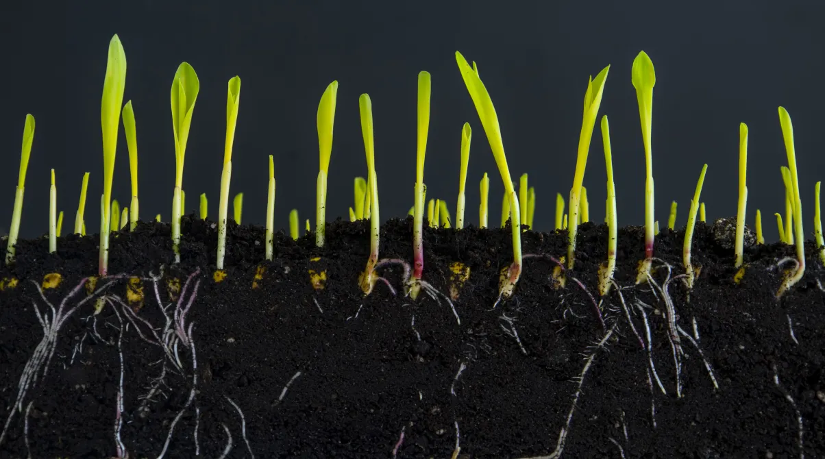 Bioestimulantes naturales