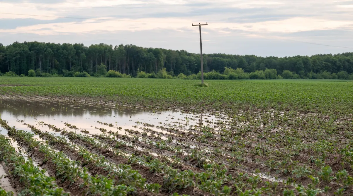 Campo de patatas inundado