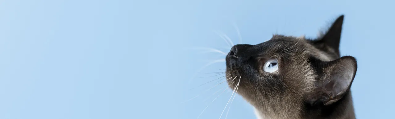 Salud dermatológica mascotas