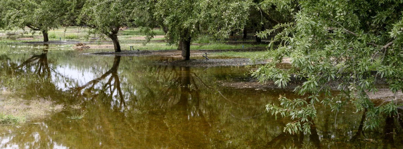 Asfixia radicular campo de olivos