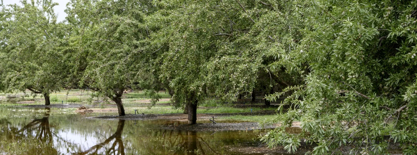 Root_asphyxia_after_heavy_rainfall_what_happens_underground_and_how_to_help_crops_recover