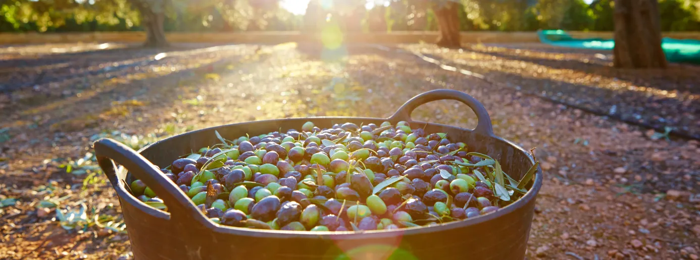 Bucket of freshly harvested olives in an olive grove at sunset in Jaén, with sunlight filtering through the trees in the background