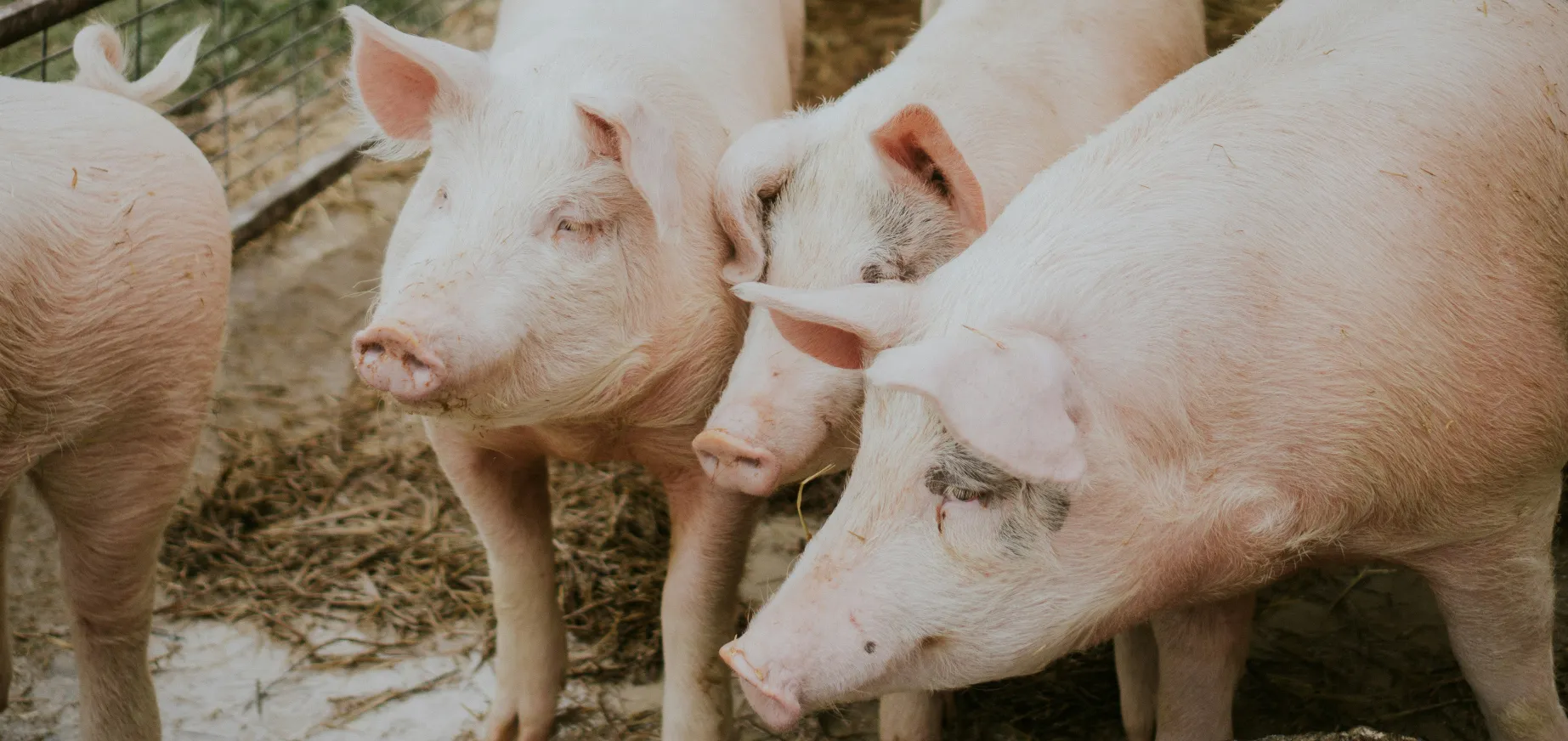 cerdos en granja