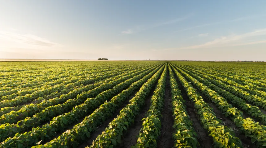 Campo productos vegetales