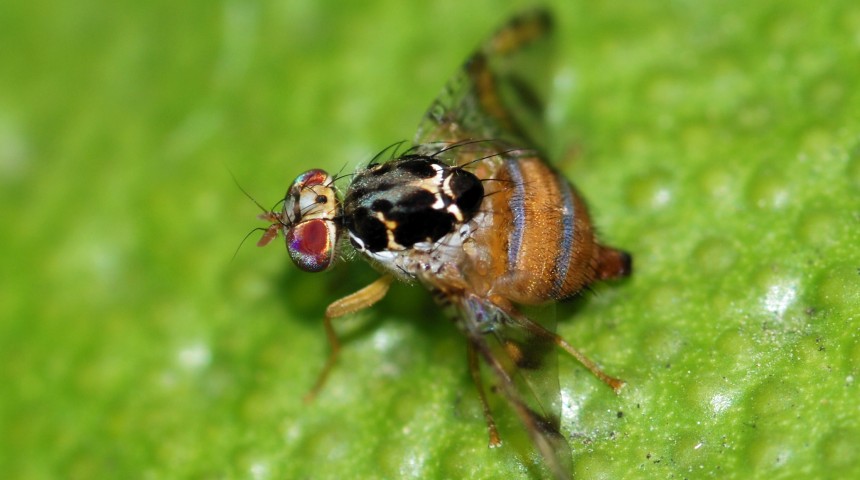 Ceratitis capitata