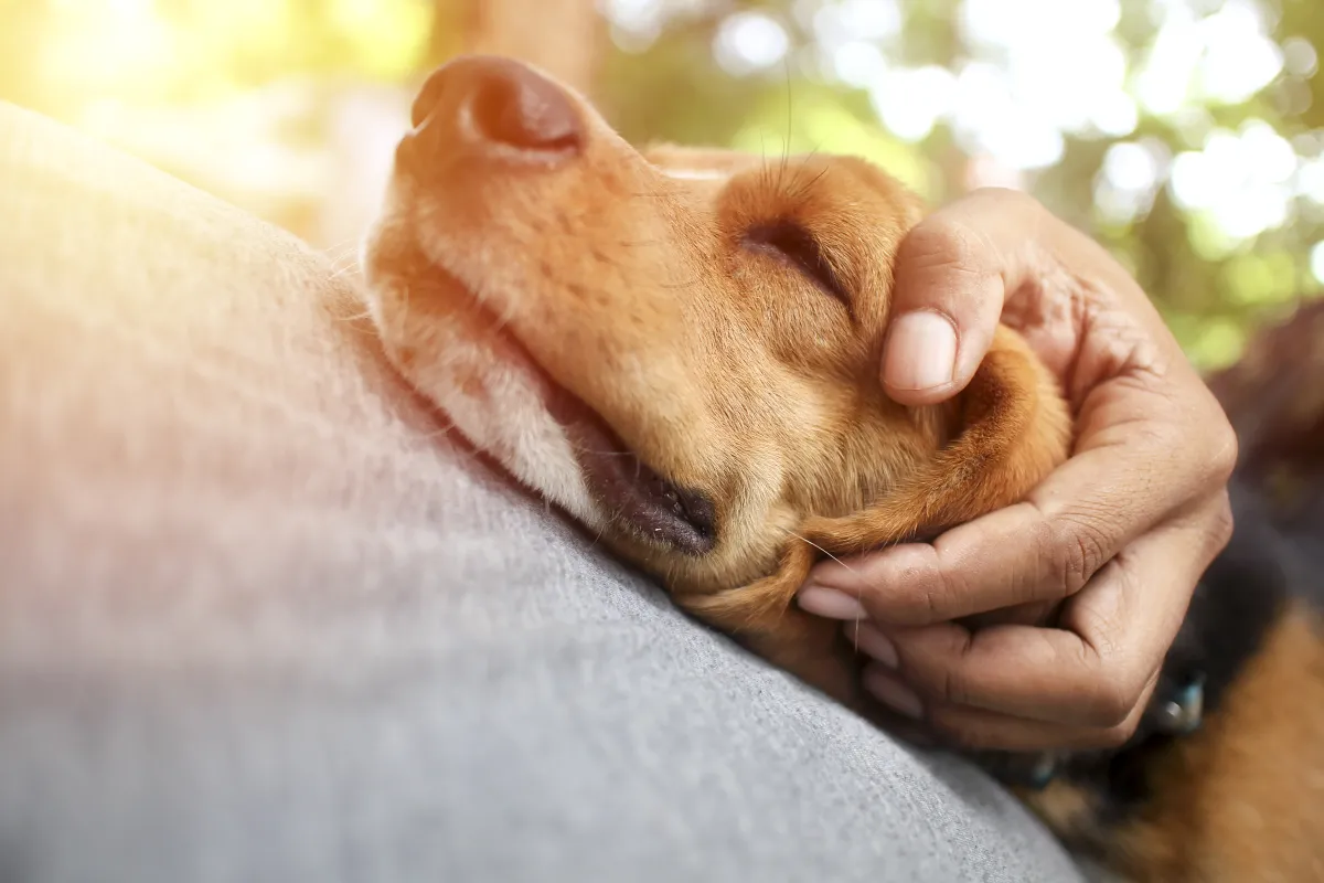 Salud animales de compañía
