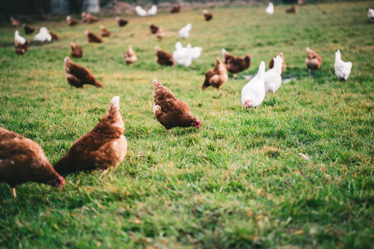 Photo of chickens on the grass of the farm
