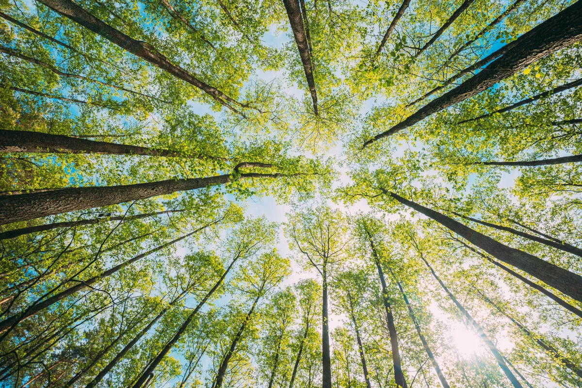 Upward view of tall forest trees with green canopy and sunlight, representing ecosystem resilience and climate action