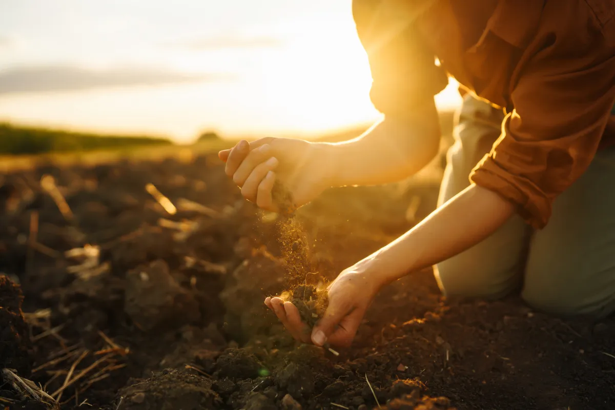 Prebiotics, probiotics and postbiotics: guide to soil health