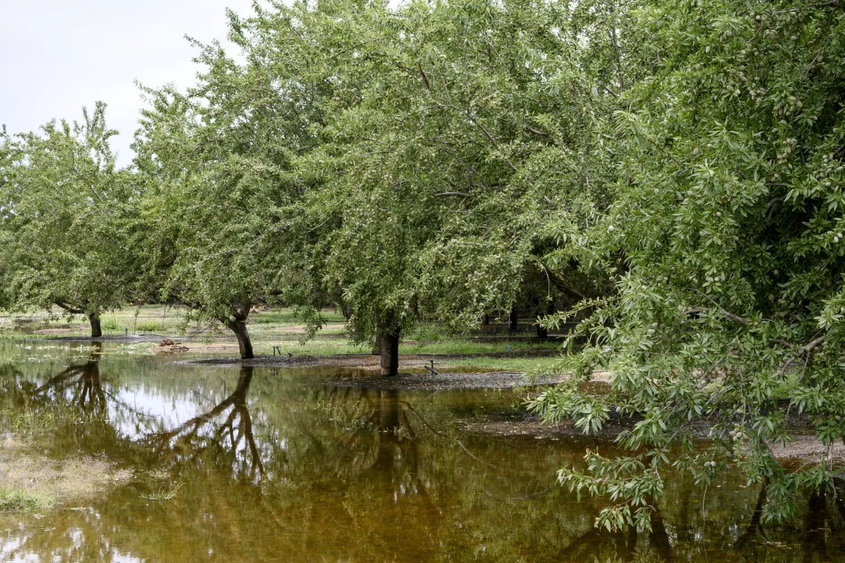 Asfixia radicular campo de olivos