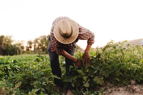 agricultor