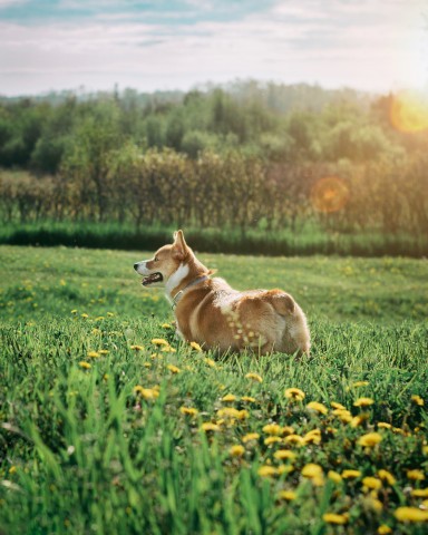 animal health