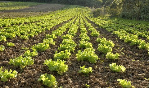 campo conreo