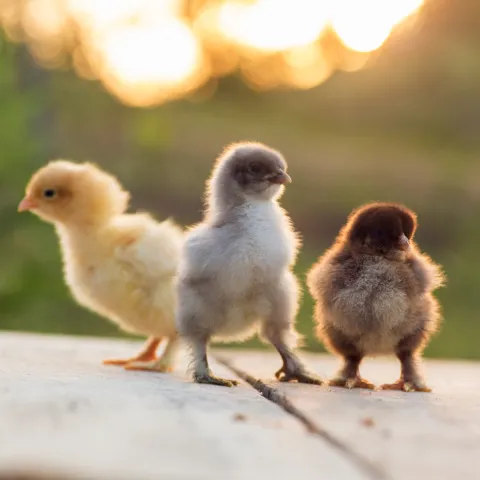 Tres pollitos jóvenes sobre superficie de madera, salud animal y nutrición