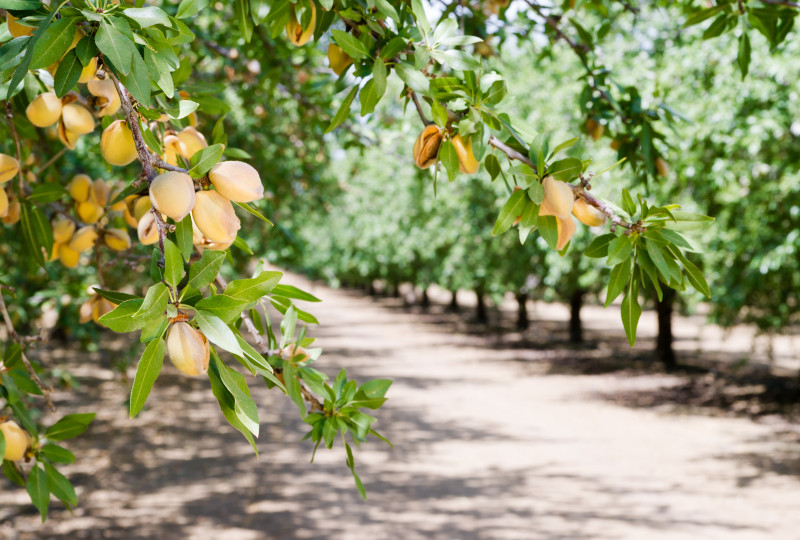 Plant Health consolida su apuesta por el almendro