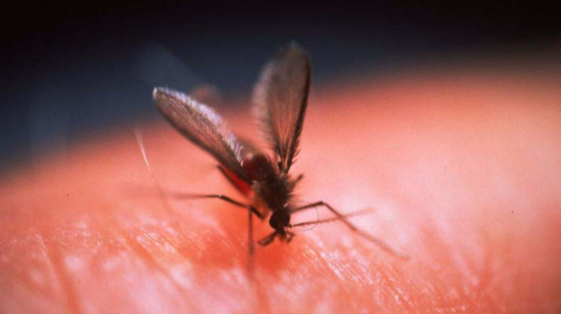 Immunotherapy in dogs with Leishmaniasis a new strategy to prevent the