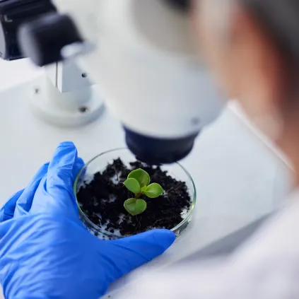 Innovación salud vegetal