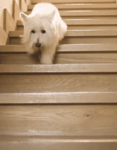 perro bajando escaleras