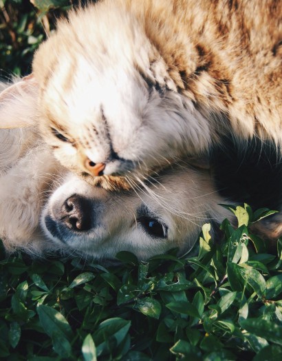 Salud animales Bioiberica