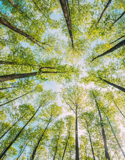 Upward view of tall forest trees with green canopy and sunlight, representing ecosystem resilience and climate action