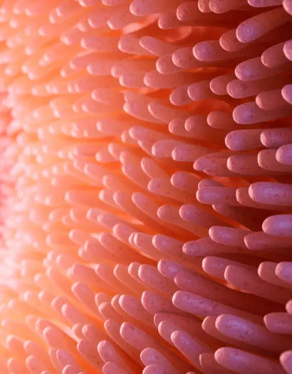 Intestine under microscope