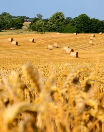 Campo de cereales en Europa