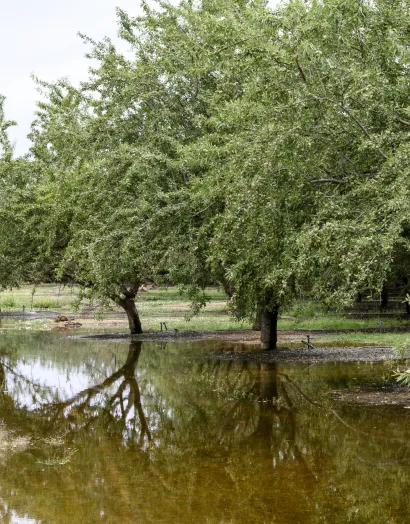Asfixia radicular campo de olivos