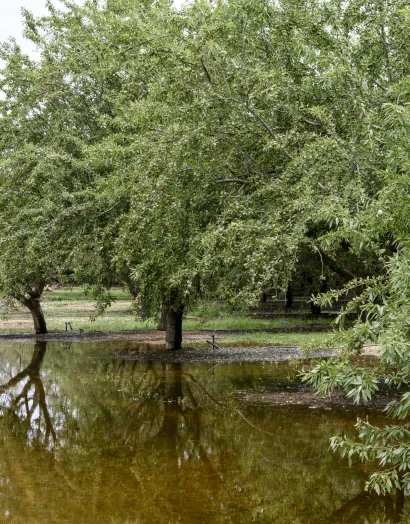 Root_asphyxia_after_heavy_rainfall_what_happens_underground_and_how_to_help_crops_recover