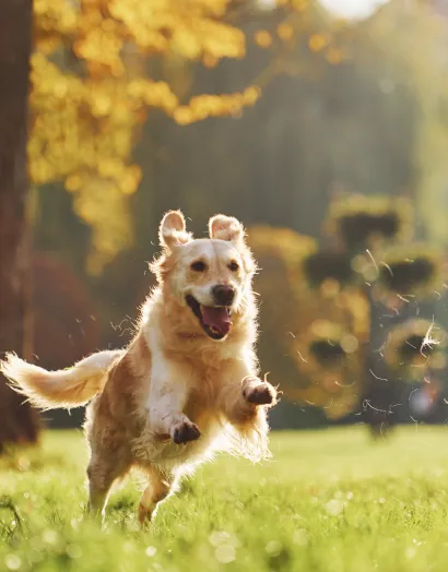 Adult golden retriever running freely in an autumn park, showcasing healthy joint mobility in dogs