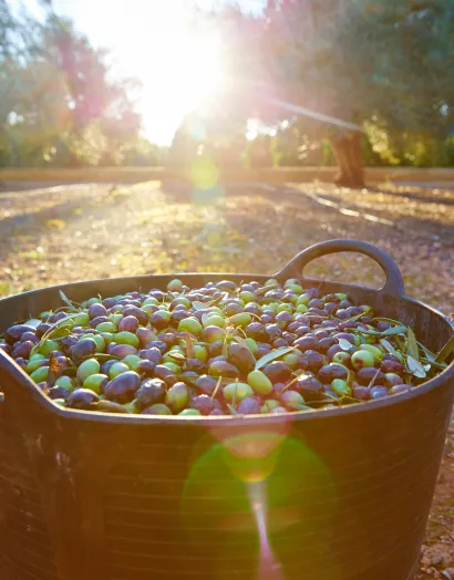 Bucket of freshly harvested olives in an olive grove at sunset in Jaén, with sunlight filtering through the trees in the background